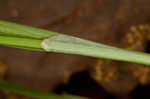 Flat spiked sedge